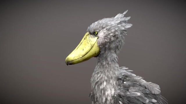 特撮 Shoebill 616 Shoebill Bird Stock Photos, High-Res Pictures, and