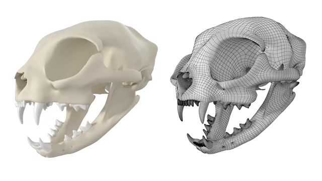 Domestic Cat Skull - 3D Model by Valerii-Kaliuzhnyi