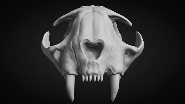 Cat Skull - 3D Model by Willard