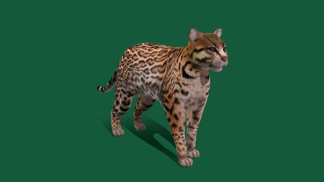 VIVIE / WILDCAT（no 20240619） | eBay
