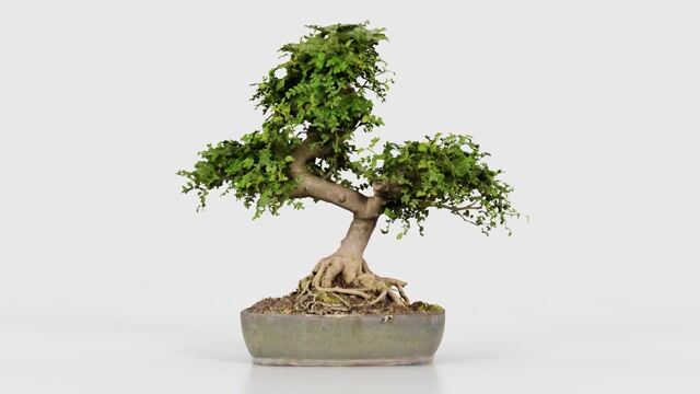 Zanthoxylum Bonsai Tree - 3D Model by Polygonal Miniatures