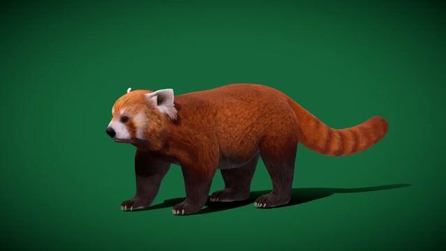 Red Pandas Mammal - 3D Model by Nyilonelycompany