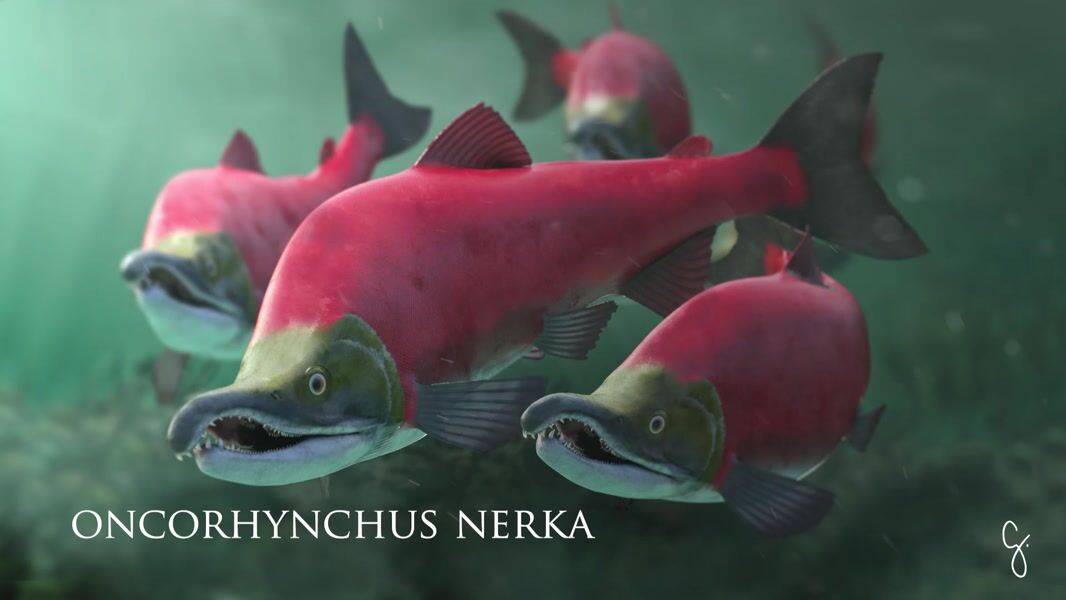 Sockeye Salmon (Oncorhynchus nerka) - BCLSS