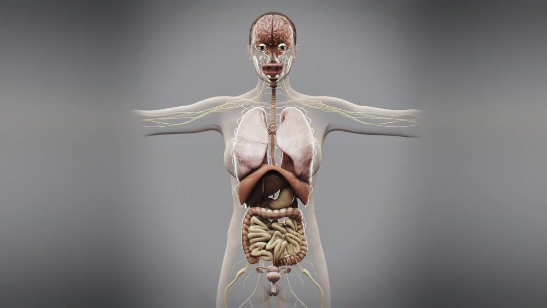 Realistic Human Internal Organs 3d Model